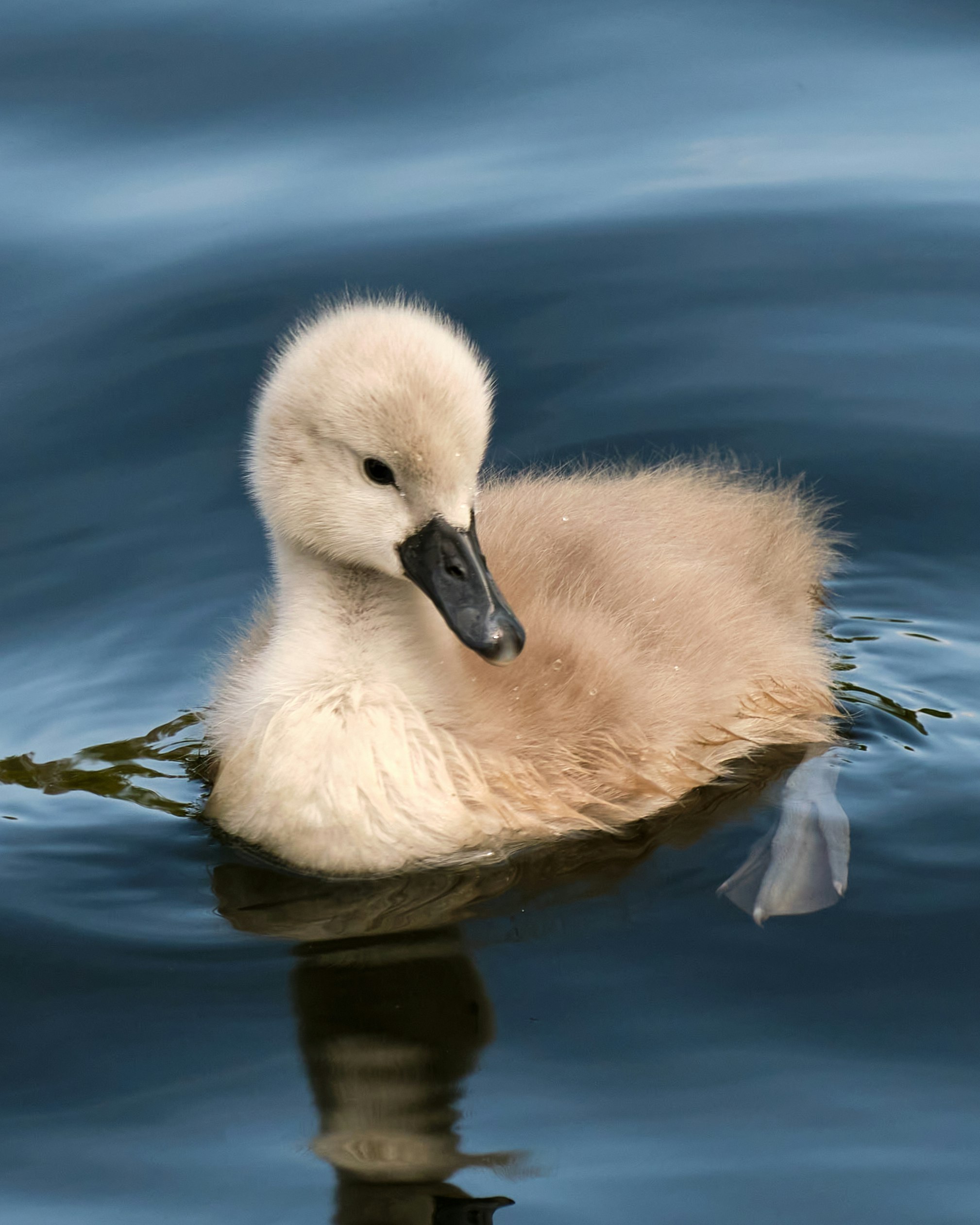 white duck on water during daytime